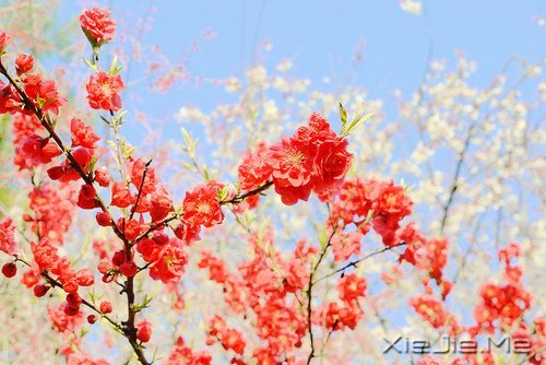 活得平和，才能在心里装下满满的幸福 (9)
