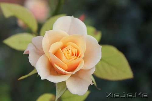 早安心语：你看事情太明白，往往就失了做事的勇气 (2)