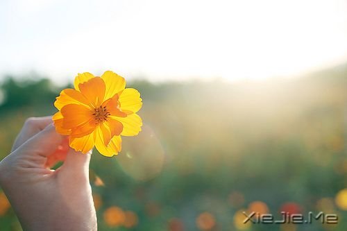 早安心语：你看事情太明白，往往就失了做事的勇气 (1)